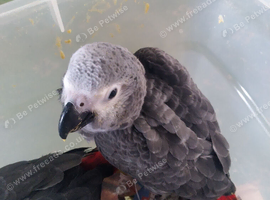 Baby African grey parrots