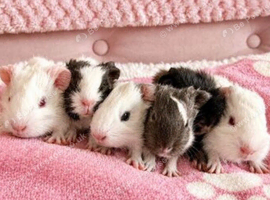 Baby boy guinea pigs!!