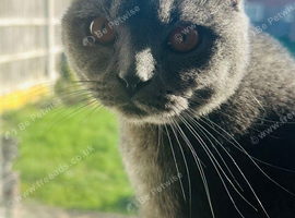 Scottish fold male