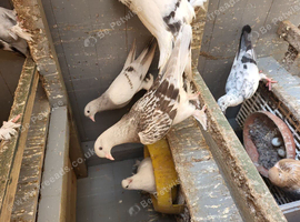 Pigeon for sale
