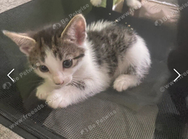 8 week old tabby girl