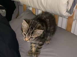 Beautiful kitten