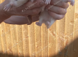 Ferrets