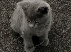 ABSOLUTELY BEAUTIFUL RUSSIAN BLUE KITTEN 8 WEEKS