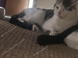 male 1 year old