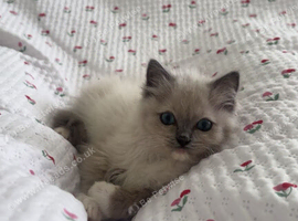 male ragdoll