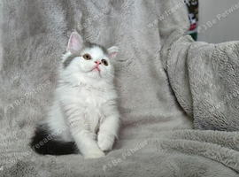 Adorable Scottish Fold and Straight kittens