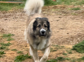 3 year old beige Caucasian shepherd