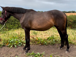 4yr old Warmblood Mare