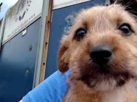 Jack Russell puppy for sale