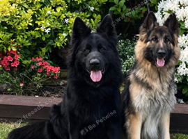 KC registered german shepherd puppies- multi generational home bred line