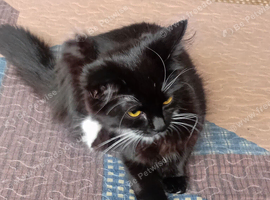 Kitten