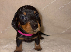 KC Registered Miniature Dachshunds