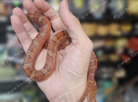 pied cornsnake for sale