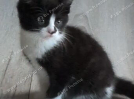 Tuxedo Kitten