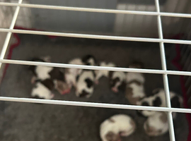 English springer spaniels