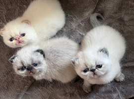 Colourpoint Exotic Kittens for sale
