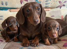 Dachshund pupppies for sale