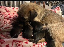 Stunning border terrier puppies