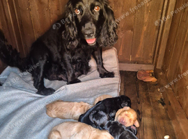 Cocker Spaniel Puppies for Sale