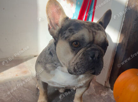 Frenchie looking for forever home