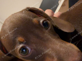 miniature dachshund boy