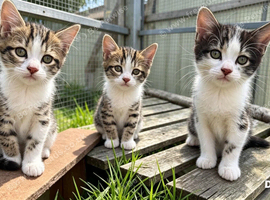Adorable kittens for sale