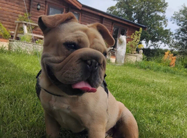Female French bulldog