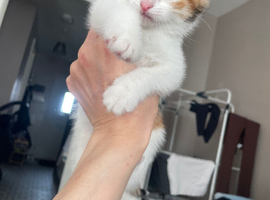 Mixed tabby cat