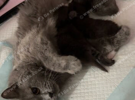 Beautiful British Shorthair Cross Kittens