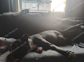 Staffordshire bull terrier cross