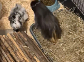 Male guinea pig