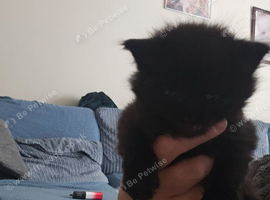 5 beautiful kittens ready to leave in 4 weeks