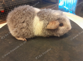 Baby guinea pigs availa&sup2;ble