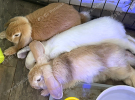 4 Beautiful Pure Mini Lops