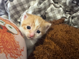Norwegian forest cross kitten