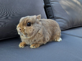 Pure Bred Netherland Dwarf Buck - Show Bred