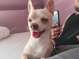 Chihuahua