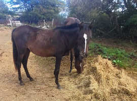 Beautiful show pony filly