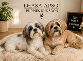 LHASA APSO kc  PUPPIES coming soon