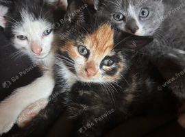 Ready for new homes