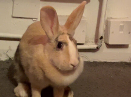 Rehome