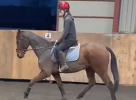 For loan or sale 15.3/16 tb gelding 6 ye old