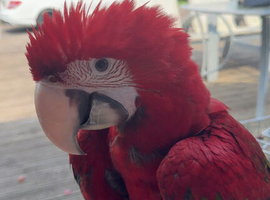 Greenwing macaw babys