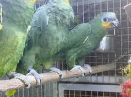 Orange winged amazon