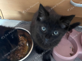 One kitten girl
