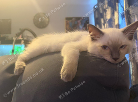 Ragdoll kitten