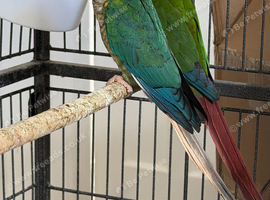 Tarquies conure