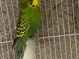Budgie pair