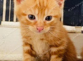 4 female kittens